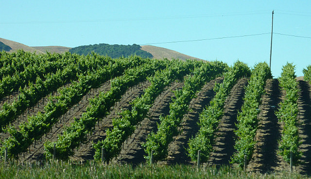 Aurevoir Napa!