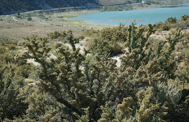 Buisson près de Mono Lake