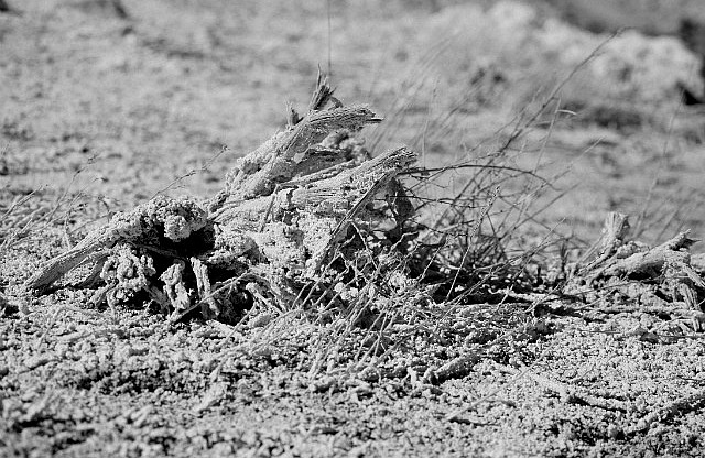 Herbe fossilisée par le sel