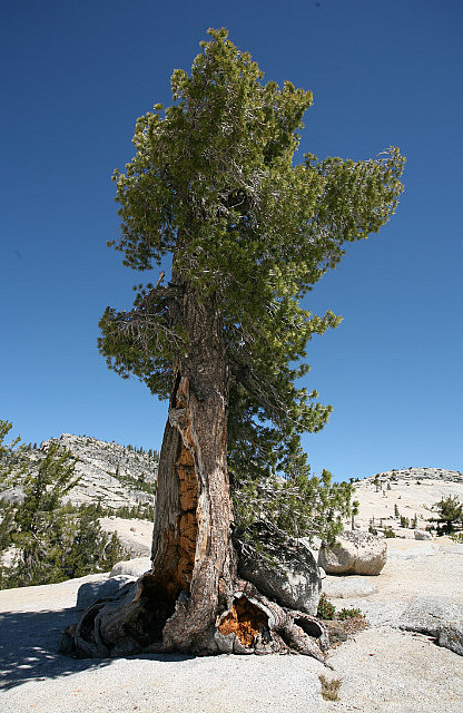 Arbre à Olmsted point