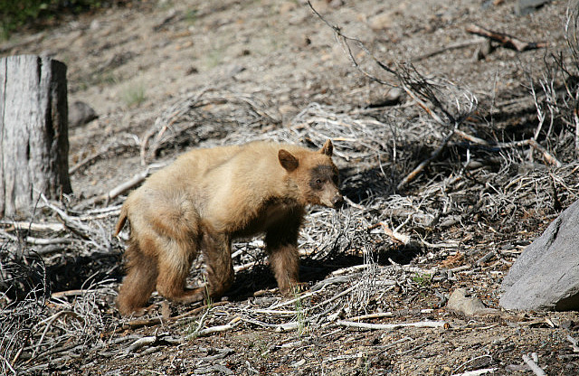 Ours croisé près de Mammoth Lake