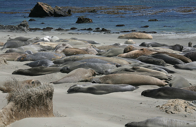 Colonie d'éléphant de mer