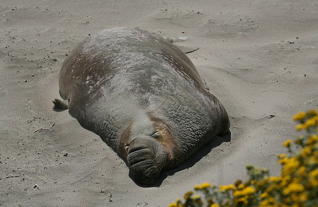 Éléphant de mer