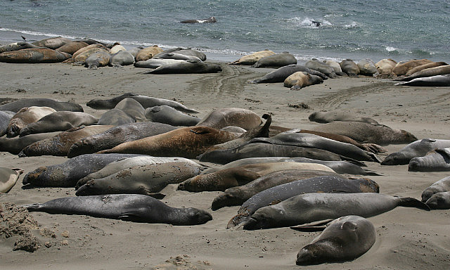 Colonie d'éléphant de mer