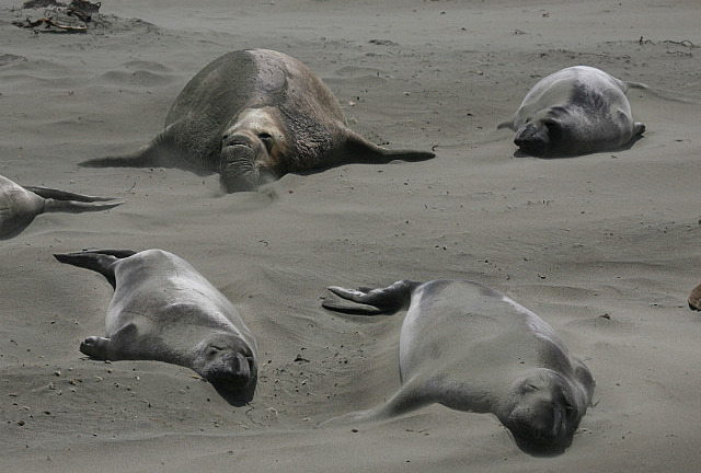 Sieste dans le sable