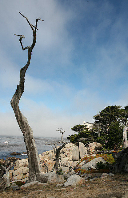 Arbre sur la 17 miles drive