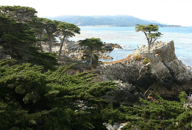 The Lone Cypress