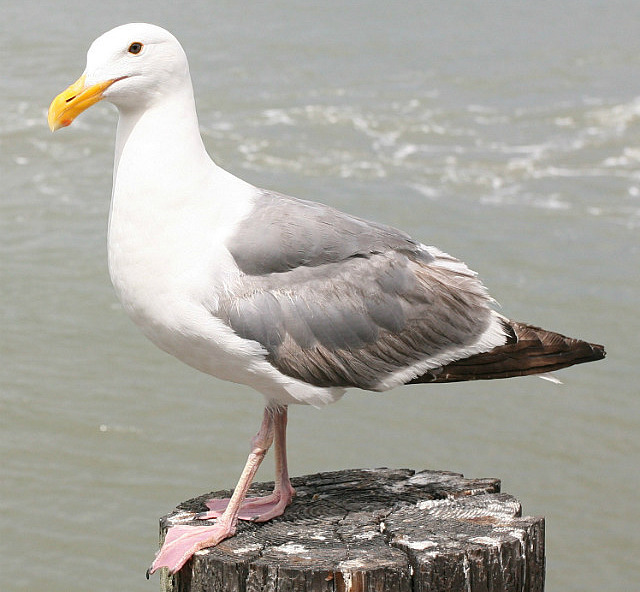 Goéland dodu du Fishermans Wharf