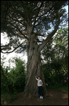 Les arbres sont géants dans ce parc!