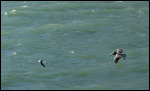 Pelican au pied du rocher d'Alcatraz