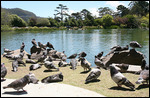 Pigeons au Stow Lake