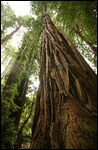 Muir woods