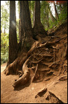 Muir woods