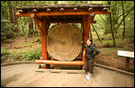 Arbre de 1000 ans