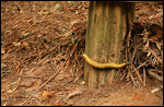 Banana slug