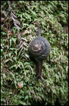 Escargot géant