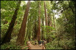 Muir woods - Cathedral grove