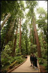 Muir woods