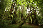 Muir woods