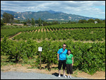 Vignes au vignobles Coppola