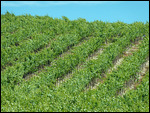 Colline de vigne entre Napa et Sonoma Valley