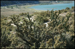 Buisson près de Mono Lake