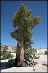 Arbre à Olmsted point