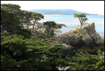 The Lone Cypress