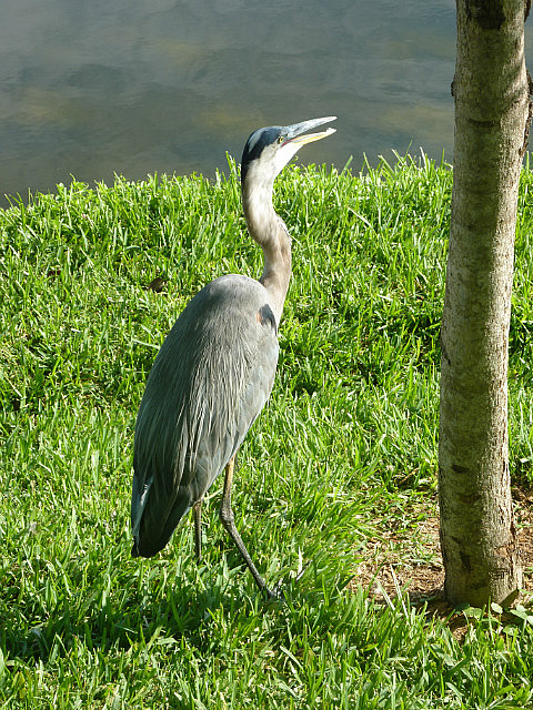 Oiseau du Downtown