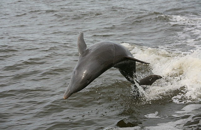 Dauphin dans les vagues de notre sillage