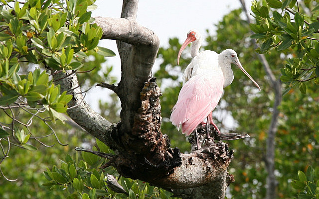 Ibis blanc et spatule rose