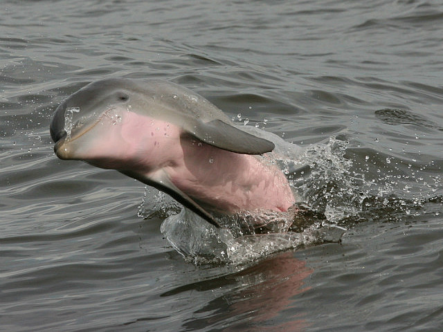 Jeune dauphin