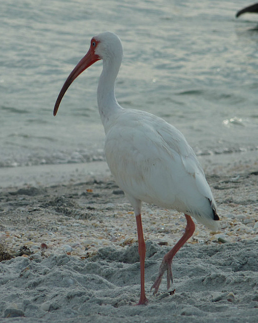 Ibis blanc de Floride
