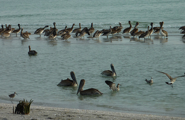 Les pélicans de Sanibel