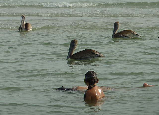 Shelling avec les pélicans