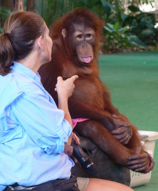 Chimpanzé au Animal Actors