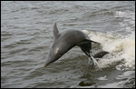 Dauphin dans les vagues de notre sillage