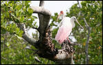 Ibis blanc et spatule rose