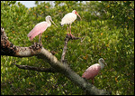 Spatule rose et Ibis blanc