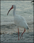 Ibis blanc de Floride