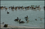 Les pélicans de Sanibel