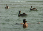 Shelling avec les pélicans