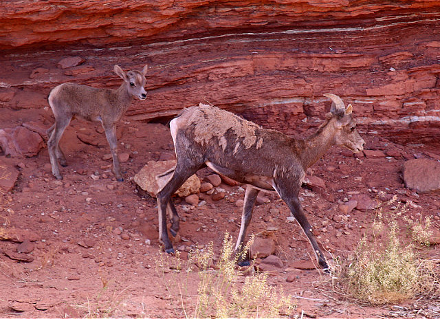 Bighorn Sheep et son petit  - Canyonlands