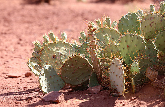 Cactus près Musselman Arch - Canyonlands