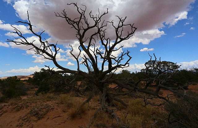 Dans la Mesa Arch Trail - Canyonlands