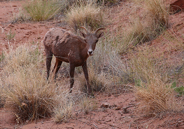 Desert Bighorn sheep dans la Shafer Road