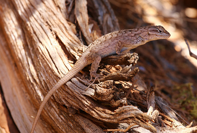 Desert spiny lizard