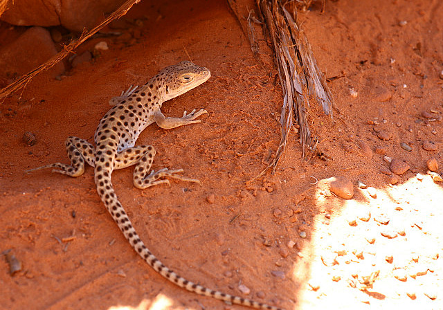 Long nose leopard lizard qui se cache du soleil