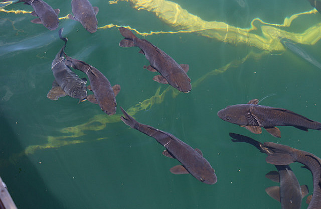 Carpes au lac Powell