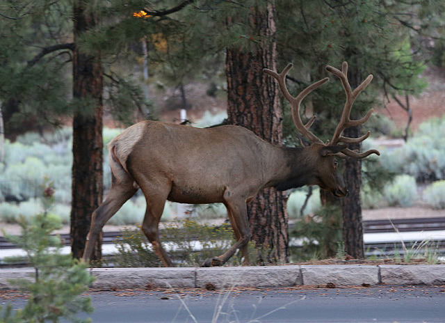 Wapiti a Grand Canyon Village